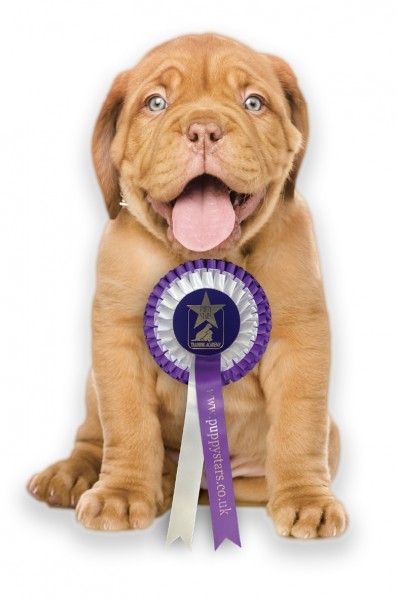 Puppy Foundation Skills - Wendover - with Nick