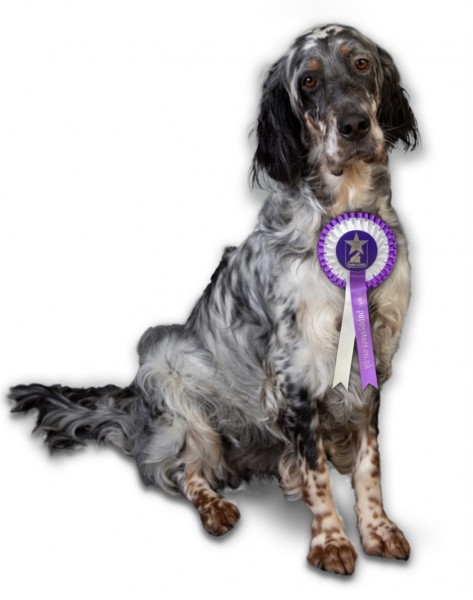 Puppy Intermediate - Bicester Fringford - with Nick