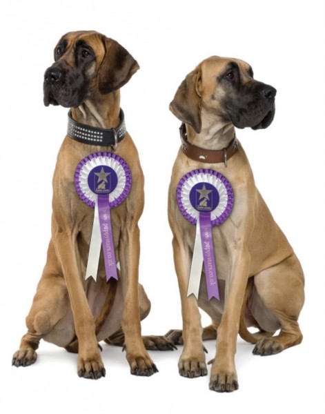 Canine Life Skills - Weston Turville - With Nick