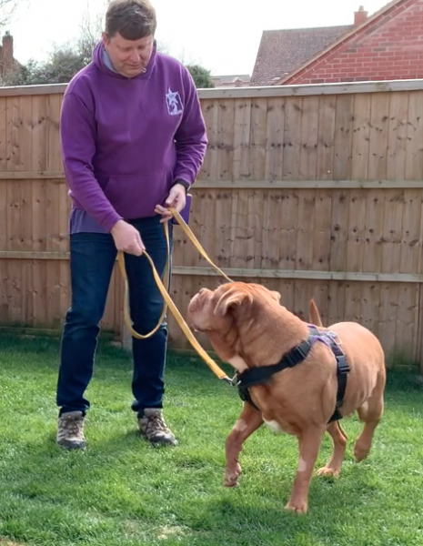 Nick dog sales trainer
